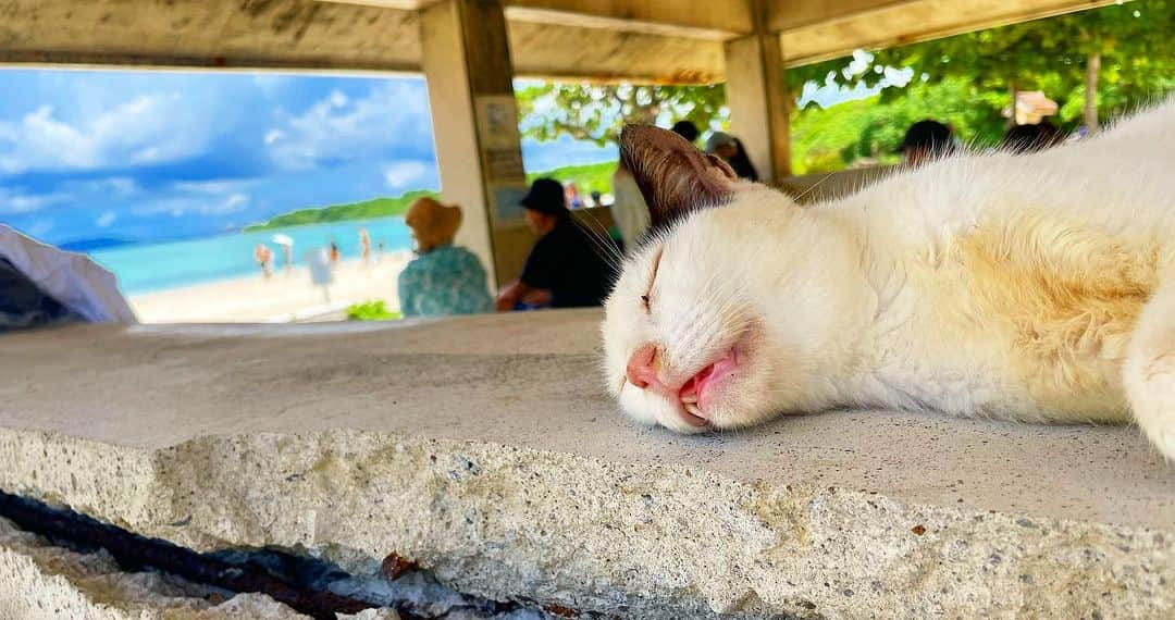 優宇さんのインスタグラム写真 - (優宇Instagram)「_ My summer has just ended 🌴  生まれ変わったらここの島猫になりたいです🐈」9月7日 12時25分 - yuustagram719