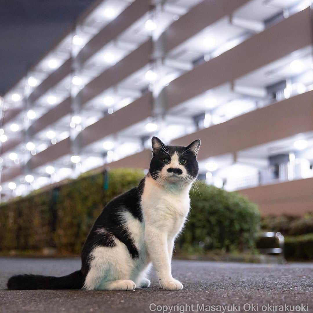 Masayukiさんのインスタグラム写真 - (MasayukiInstagram)「自慢のおひげ。  #cat #ねこ #猫 #東京カメラ部 #nekoclub  #yourshotphotographer  #my_eos_photo」9月7日 12時53分 - okirakuoki
