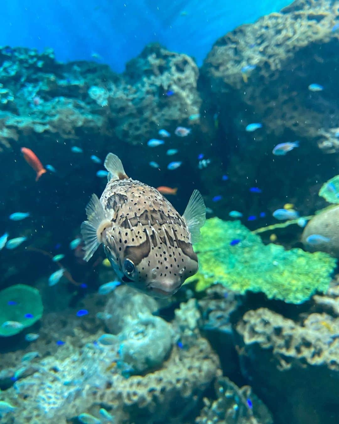 川島鈴遥さんのインスタグラム写真 - (川島鈴遥Instagram)「. 水族館と海鮮🐟🦞🐡🌊  とっても癒された1日」9月7日 12時50分 - ririka.kawashima__official