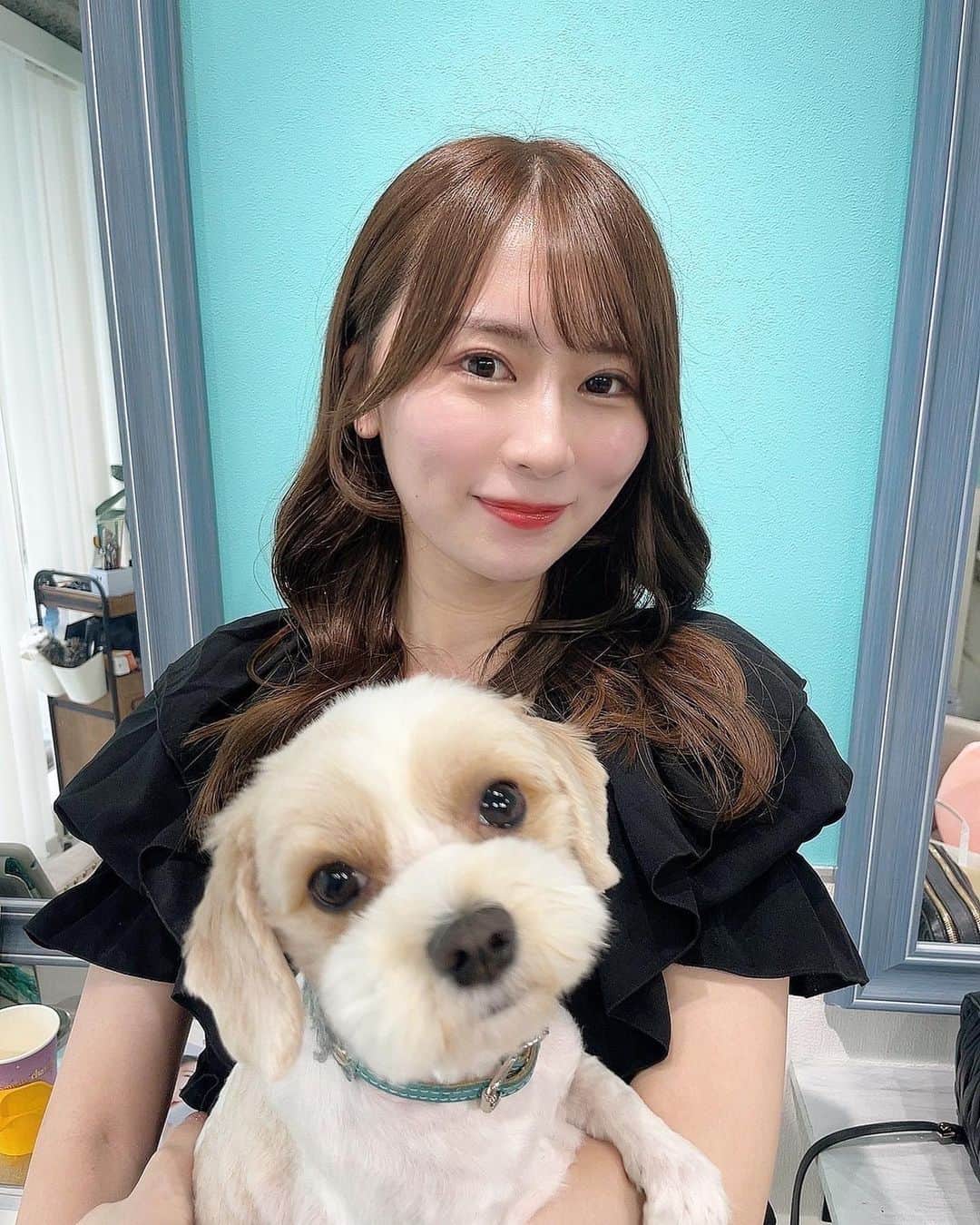 長沢菜々香のインスタグラム：「. 髪の毛明るくしてもらいました🍋  とうふ🐶を抱っこしながら髪の毛綺麗にしてもらえるの最高すぎる…  前回もひらさん（@hirayama518yuki ）にお願いしたのですが、色落ちも綺麗で大満足でしたん🎨✨  新しくできた @may_shibuya_8_4 の店舗でお願いしたのですが、水色の店内が可愛かった〜🩵  犬好きの方、是非とうふ🐶に会いに行ってみてはー！✨」
