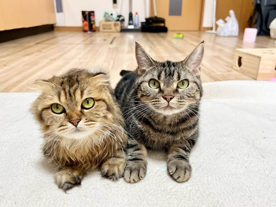 ちょりさんのインスタグラム写真 - (ちょりInstagram)「2匹揃っておやつをねだるちゃみとマイミー🐈  #ちょり #ちゃみ #ちょりちゃみチャンネル #猫 #ねこ #ねこ部 #にゃんすたぐらむ #にゃんこ #子猫」9月7日 15時33分 - neko_chori