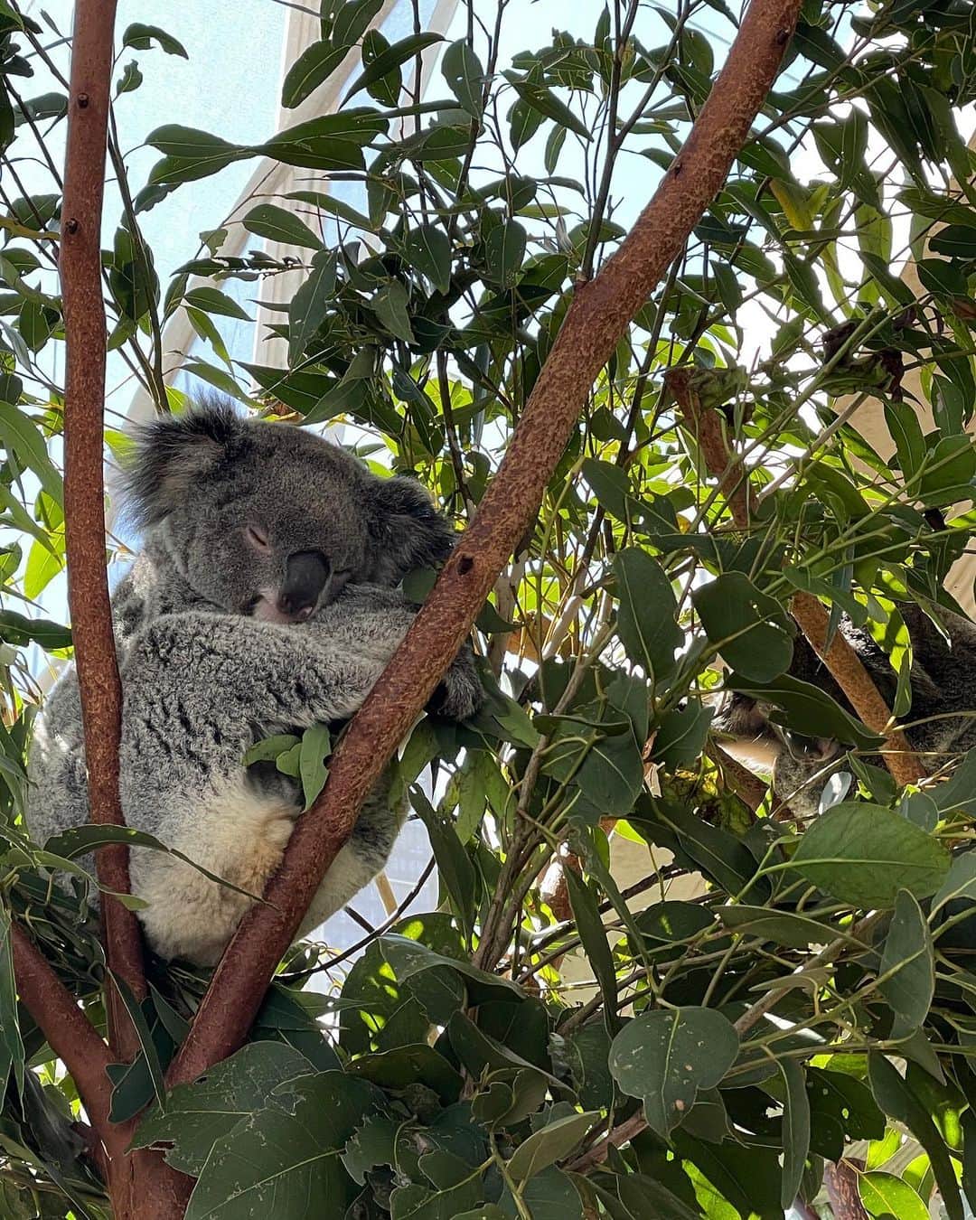 中島早貴さんのインスタグラム写真 - (中島早貴Instagram)「ここ最近天気が良くなくて もうずーっとこんな感じで寝ていたい気分🐨🌿  The weather hasn’t been good lately.I feel like sleeping like this koala ♡  #語学留学生 #NewZealand #NZ #アウトプット日記」9月7日 15時44分 - saki__nakajima__uf