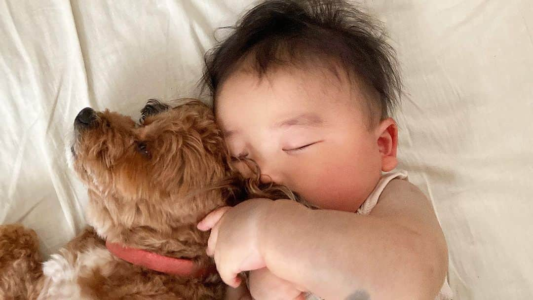 花王 メリーズ Merriesのインスタグラム：「ワンちゃんとふたりで仲良くお昼寝中👶💤 . 気持ちよさそうにどんな夢を見ているんでしょうか✨ . . とっても仲良しなふたりの成長がこれからも楽しみですね💕 . . こちらの素敵なお写真は @pomme.0813 さんのお写真です @pomme.0813さまのアカウントはとっても素敵なお写真ばかりですので、みなさんもぜひご覧になってみてくださいね😍 --------------------------------------------------- 花王の赤ちゃん用品ブランド「メリーズ」公式アカウントです👶 . 「#メリーズ」「#メリーズファーストプレミアム」で投稿いただいた中から素敵なお写真をご紹介していますので、ぜひ投稿してみてくださいね✨ . 新発売！パワフル通気でムレ発散。メリーズで「#ずっと肌さら」🎵 --------------------------------------------------- . . #メリーズファーストプレミアム #赤ちゃん #ベビー #成長記録 #子育て #子育てグラム #赤ちゃんのいる生活 #新米ママ #プレママ #ママカメラ #親バカ部 #ハイハイ #赤ちゃんのいる暮らし #赤ちゃん写真 #赤ちゃん動画 #ベビスタグラム #0歳 #1歳 #2歳 #育児 #育児あるある #ベビーフォト #ベビーグッズ #オムツ #オムツ姿 #育児グッズ #👶」