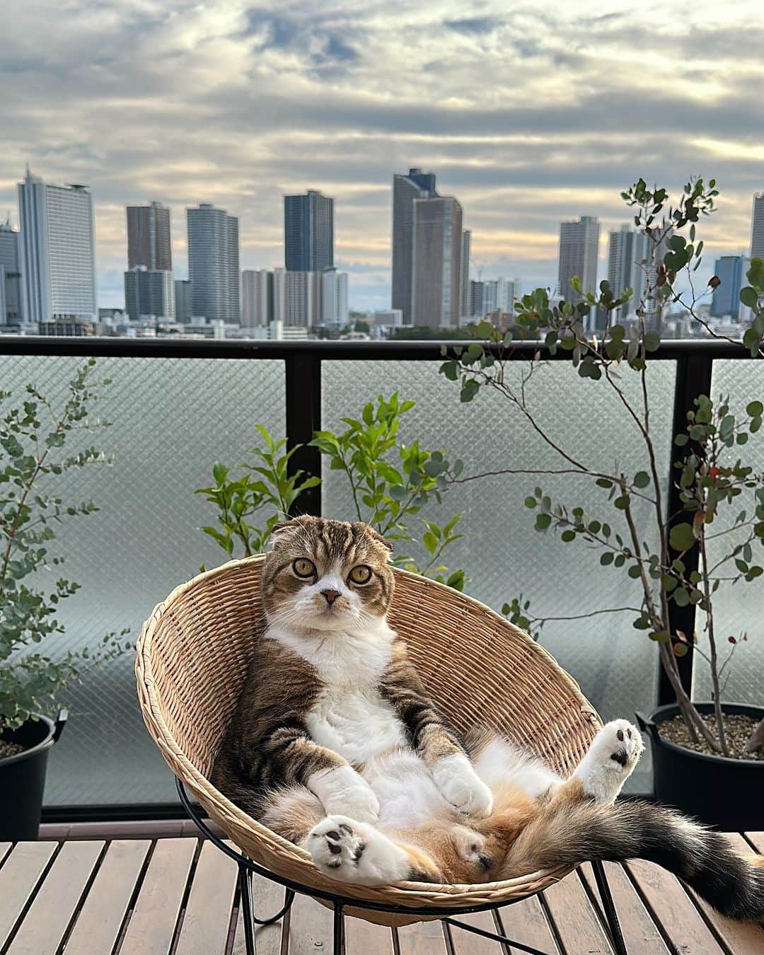 yayoi89のインスタグラム：「It's going to rain soon🐵☝️  まるで合成写真のようだね  明日は大荒れみたい みんな気をつけてね🐵☔️  #weeklyfluff #adorable #cat #weatherreport #scottishfold #catlovers #catsofinstagram #catlife #instagood #cats_of_world  #ねこ #猫 #スコティッシュフォールド #ねこのいる生活 #猫とインテリア #ねこのいる暮らし #ねこ部 #かわいい #猫部 #猫と暮らす家 #ふわもこ部」