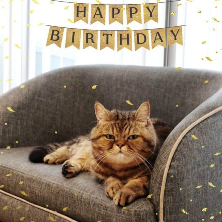 のインスタグラム：「Happy 9th Birthday 🎉👑✨🎂 僕、今日で9歳になったにゃんよ～  ということで、 最近の寅兄の詰め合わせです😁  いつも見てくれてありがとうにゃん💓 これからもどうぞよろしくにゃ！  #happybirthday  - - - - - - - - - - - - - - - - - - - - - - - - - - #エキゾチックショートヘア  #exoticshorthair #猫との暮らし #猫とインテリア #貓 #고양이#猫 #cat #instacat」