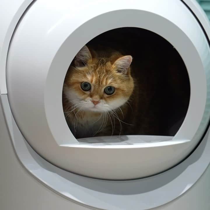 Hosicoのインスタグラム：「Friends, I did a WOWALL cat litter box test! 😺 Great device if you leave your cat alone at home. Silent, fast automatic cleaning, mobile phone application, 10L large-capacity collection bin, easy to disassemble and wash, compatible with variety cat litter, sterilization and deodorization system.  You can order NOW! 50% off through the link https://wowallcc.com/products/bailong or link in my bio @hosico_cat  Fast delivery, next-day to Moscow, in Russia in 7 days #wowall #catlitterbox #cat #pet」