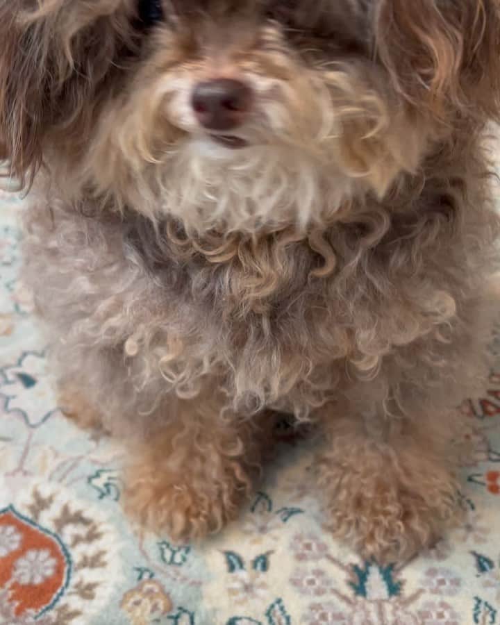 CHARAのインスタグラム：「ほっこりしたい方にmojo君の芸  #dog #チワプー  #プーチー」