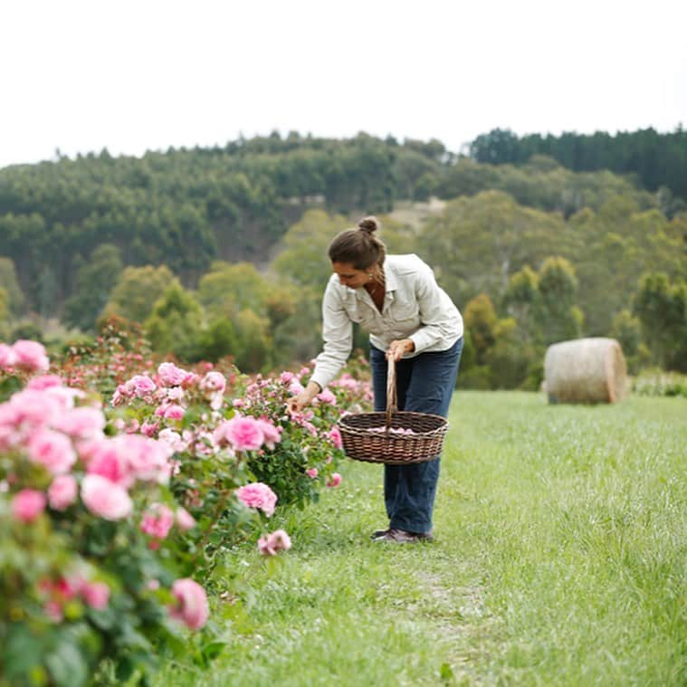 Jurlique Japanさんのインスタグラム写真 - (Jurlique JapanInstagram)「朝露をたっぷりと蓄えた 生命力あるローズをひとつひとつ手摘みする時間は ジュリーク農園のスタッフにとって何よりの喜び。   豊かな香りに包まれながら ていねいに収穫するひとときは、 まさに至福の時です。   農園で収穫作業をしているとよく現れるのが、 ローズが大好物な野生のカンガルー達🦘   作業しているスタッフかと思ったら、 むしゃむしゃとバラを食べている最中のカンガルーだった👀 なんて事もよくあるそう。   ジュリーク農園では、 カンガルー達が食べても良いように バラやレッドクローバーなどの植物を あえて多めに育てています🌹🌱  #jurlique #organic #naturalskincare  #biodynamicskincare #wellbeing #selfcare#holisticbeauty #australia #adelaide #ジュリーク #ジュリークのある暮らし #バイオダイナミック無農薬有機農法」9月7日 17時10分 - jurlique_jp