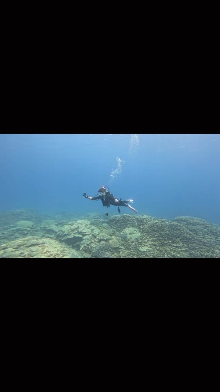 IMALUのインスタグラム：「🐠最強の現実逃避へようこそ🐠  奄美の海の中はこんな感じです！  (たまに映る邪魔な生き物は私です)  最後のカクレクマノミと黄色い風船のようなミナミハコフグの赤ちゃんを見逃さないでね〜(さかなクンの帽子のあのハコフクだって！)  そして海や山へ行ったらゴミは持って帰ろうねー！ 海にはこの子達が下で生きてまーす！  #奄美大島 #ダイビング」