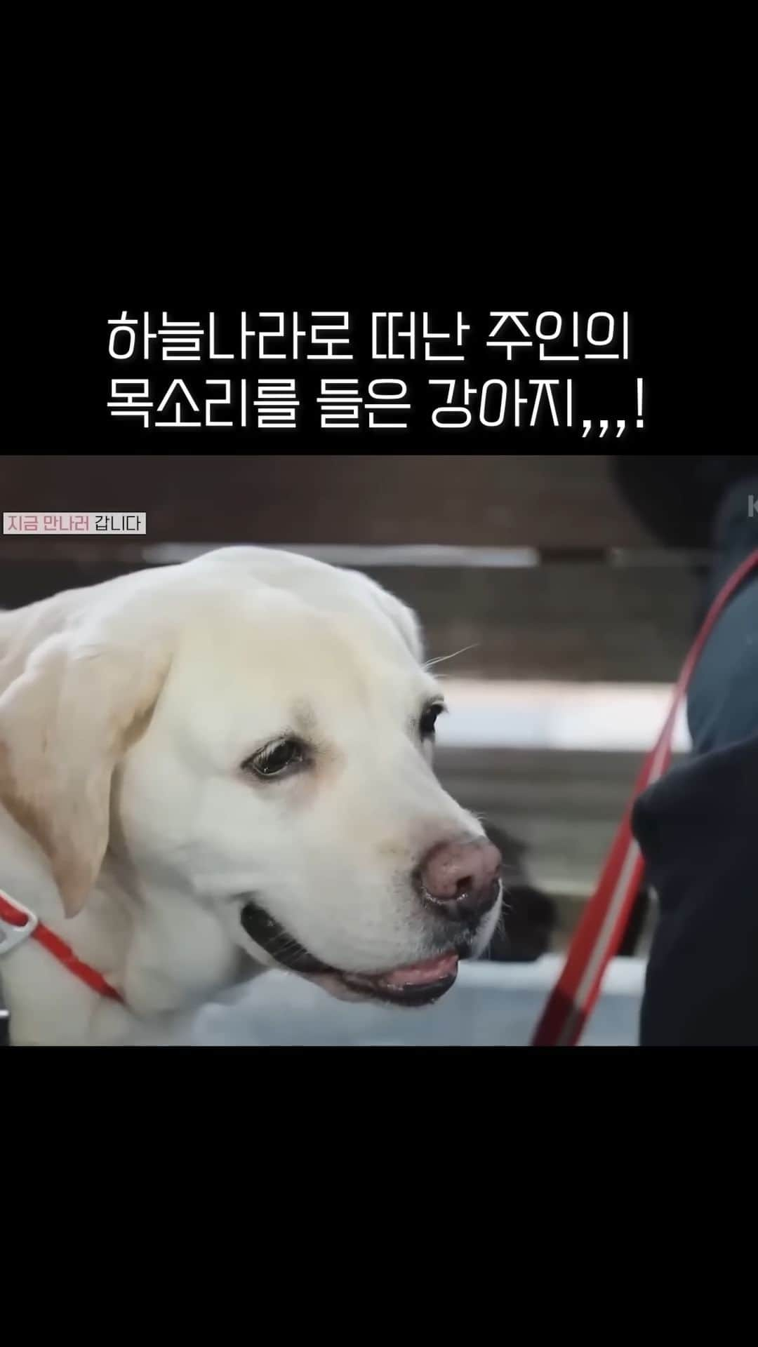 AS4Uのインスタグラム：「돌아가신 보호자의 목소리를 들은 천재견의 반응  ✅원본 영상 ➡️https://youtu.be/vr5BeCrMCXA  ✳️ 방송 정보 : KBS 동물극장 단짝 230225 방송   #애니멀포유 #리트리버 #호야 #천재견 #반려견 #강아지 #개 #단짝 #동물극장단짝 #동물다큐」