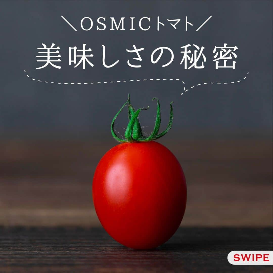 ＯＳＭＩＣ【オスミックトマト公式】のインスタグラム：「◀◁他の投稿も気になる方はプロフィールをチェック！  OSMICトマトの美味しさの秘密🤫  すべての皆さんに感動をお届けするため、 OSMICトマトは栽培〜箱詰めまで様々なこだわりがあります♪  今まであまり知らなかった裏側を公開するので、 皆さんぜひチェックしてみてくださいね🙏  詳しくは投稿2枚目以降をご覧ください😉  －－－－－－－－－－ OSMICトマト( @osmic_jp )の公式アカウント🍅  甘くて美味しい商品情報・特長や、 OSMICトマトで作るからこそ美味しい絶品トマトレシピなど投稿中♪ －－－－－－－－－－  #osmic #オスミック #osmicトマト #オスミックトマト #osmicfirst #オスミックファースト #トマト #フルーツミニトマト #フルーツトマト #フルーツトマト🍅 #ミニトマト #高級トマト #トマト好き #トマト大好き #トマト生活」