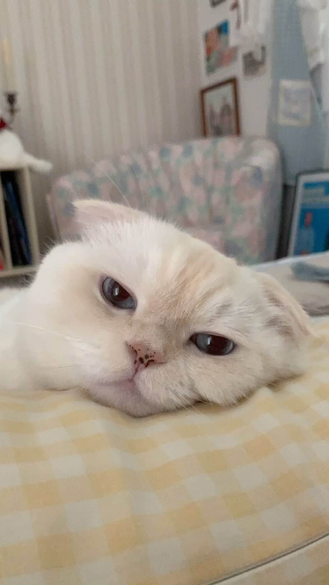 SoonMooのインスタグラム：「연하묘 플러팅 장난 아녀〰️  #순무 #SoonMoo」