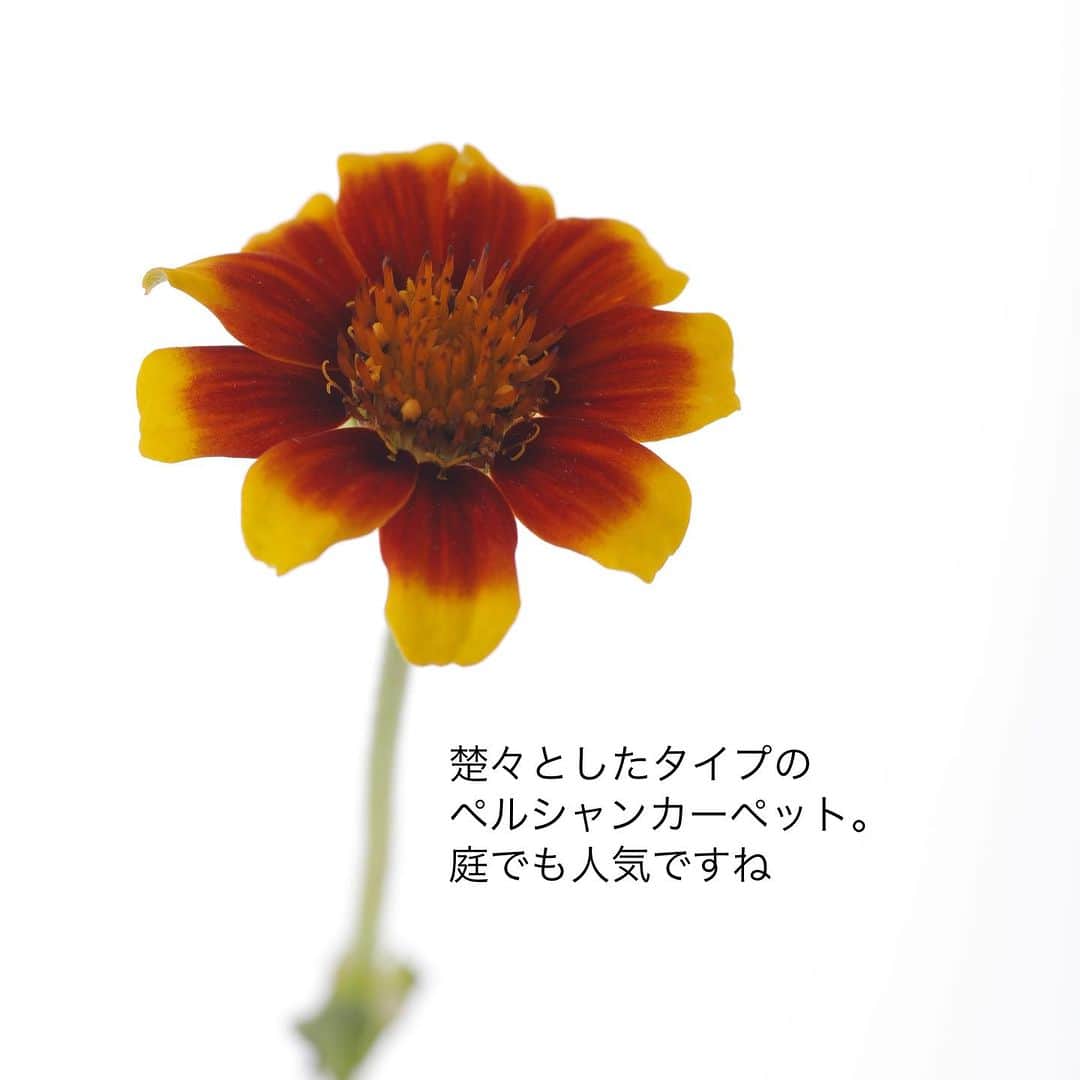 雑誌『花時間』さんのインスタグラム写真 - (雑誌『花時間』Instagram)「ジニアはお好きですか？  花時間（@hanajikan_magazine）です。  秋が訪れ、ジニアの二度目の旬がやってきました。  暑さにバテてしまうジニアだから、この夏は大変だったでしょうね。  お花屋さんで見かけたら、ご苦労さまとお迎えしてあげませんか？  秋にぴったりな茶系のニュアンスカラーも豊富です。  飾っていて、元気がなくなったら、「湯あげ」してみて。  方法は  ❶花と葉がすっぽり隠れるように紙で包む。  ❷熱湯に茎先3、4センチ程度を5〜10秒浸ける。  ❸そののち、急いでバケツなどに張った深い水に移して、数時間休ませる。  コンディションにもよりますが、これで、また元気復活です！　  草花全般に使える方法なので、覚えておいてくださいね。  人間だったら、この暑さで熱〜いお風呂に入るのは、できれば避けたいところですが（笑）、お花は、この温冷浴で茎の内部の空気圧が変わり、水を吸い上げやすくなります。  では、本日もお疲れさまでした🍵　明日も元気smile😊😊😊で頑張りましょう！ byピーターパン  【花時間ニュース】 💜『花時間』から、花の定期便がスタートしました🥰　世界でここだけのバラと旬花が届く嬉しいサービスです💕  💜『花時間2023春夏』〈春のピンク！夏のブルー！〉大好評発売中！  💜『花と短歌でめぐる 二十四節気 花のこよみ』大好評発売中  すべて @hanajikan_magazine のプロフィールのリンクから飛べます✈️  『花時間』本誌や書籍は全国の書店、ネット書店でも発売中✨  #花時間 #フラワーアレンジ #ジニア #百日草 #ヒャクニチソウ #秋の花 #花が好き #花が好きな人と繋がりたい #花を飾る #花を飾る生活 #花屋さんへ行こう」9月7日 18時49分 - hanajikan_magazine