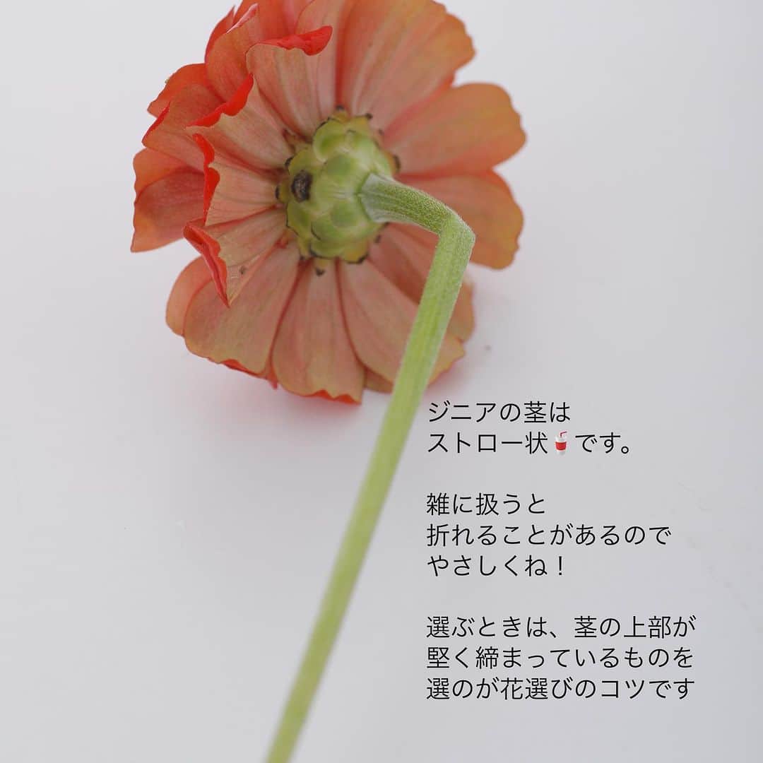 雑誌『花時間』さんのインスタグラム写真 - (雑誌『花時間』Instagram)「ジニアはお好きですか？  花時間（@hanajikan_magazine）です。  秋が訪れ、ジニアの二度目の旬がやってきました。  暑さにバテてしまうジニアだから、この夏は大変だったでしょうね。  お花屋さんで見かけたら、ご苦労さまとお迎えしてあげませんか？  秋にぴったりな茶系のニュアンスカラーも豊富です。  飾っていて、元気がなくなったら、「湯あげ」してみて。  方法は  ❶花と葉がすっぽり隠れるように紙で包む。  ❷熱湯に茎先3、4センチ程度を5〜10秒浸ける。  ❸そののち、急いでバケツなどに張った深い水に移して、数時間休ませる。  コンディションにもよりますが、これで、また元気復活です！　  草花全般に使える方法なので、覚えておいてくださいね。  人間だったら、この暑さで熱〜いお風呂に入るのは、できれば避けたいところですが（笑）、お花は、この温冷浴で茎の内部の空気圧が変わり、水を吸い上げやすくなります。  では、本日もお疲れさまでした🍵　明日も元気smile😊😊😊で頑張りましょう！ byピーターパン  【花時間ニュース】 💜『花時間』から、花の定期便がスタートしました🥰　世界でここだけのバラと旬花が届く嬉しいサービスです💕  💜『花時間2023春夏』〈春のピンク！夏のブルー！〉大好評発売中！  💜『花と短歌でめぐる 二十四節気 花のこよみ』大好評発売中  すべて @hanajikan_magazine のプロフィールのリンクから飛べます✈️  『花時間』本誌や書籍は全国の書店、ネット書店でも発売中✨  #花時間 #フラワーアレンジ #ジニア #百日草 #ヒャクニチソウ #秋の花 #花が好き #花が好きな人と繋がりたい #花を飾る #花を飾る生活 #花屋さんへ行こう」9月7日 18時49分 - hanajikan_magazine