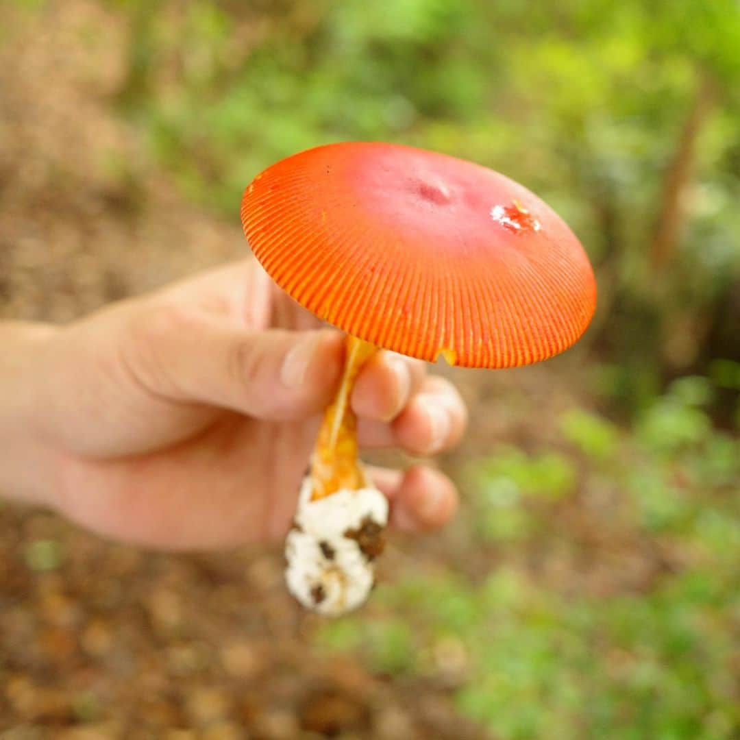 のインスタグラム：「この間の登山⛰️🥾 途中からきのこばっかり探してた🍄 山頂での楽しみを見つけたい！カップラーメン？」