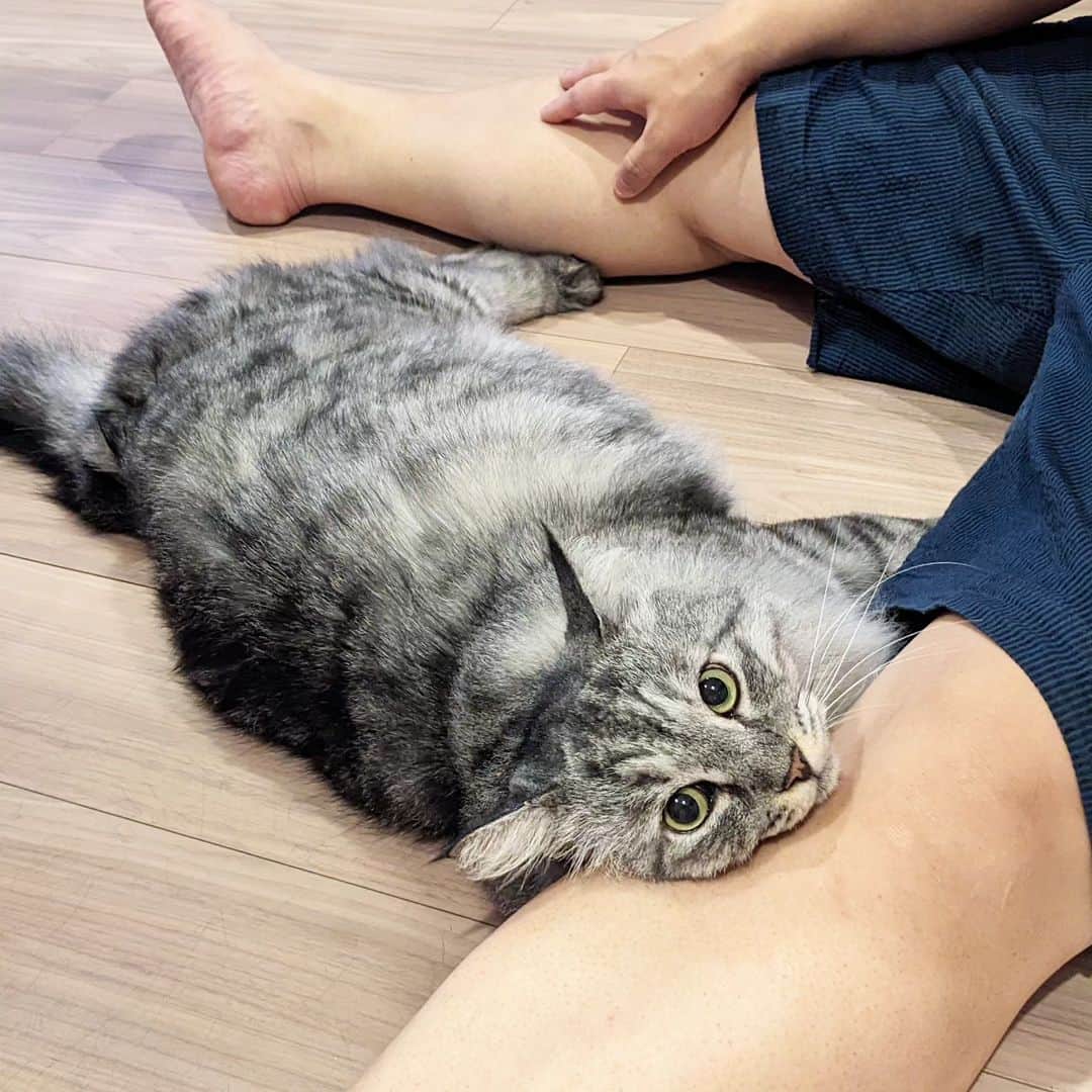 松原真琴のインスタグラム：「ミサワさんの膝でくつろぐ猫」