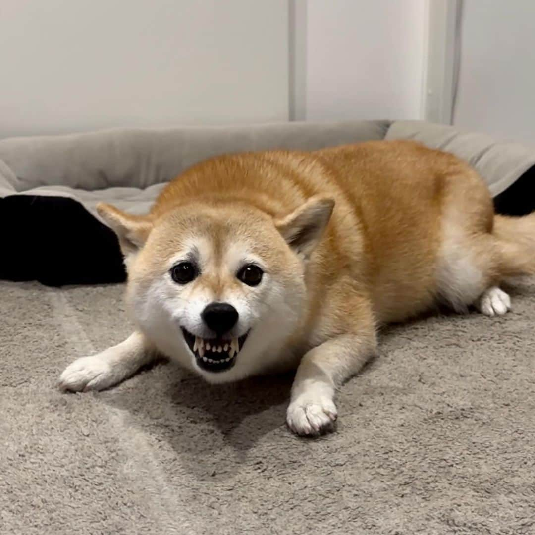 shibainu berryさんのインスタグラム写真 - (shibainu berryInstagram)「🦊💥💢 また怒らせてる😂 おやじがむくみのガムを狙ってた(食べ終わってる)🦴 #もののけ姫 #モロ #犬の脾臓腫瘍 #犬の腫瘍摘出手術 #僧帽弁閉鎖不全症 #僧帽弁閉鎖不全症の犬 #僧帽弁閉鎖不全症手術済 #僧帽弁閉鎖不全症克服 #柴犬 #柴 #べりやん #べりむく #多頭飼い #徳島 #berry #shiba #shibainu  #shibainumania #ぷにっと部 #口角キュキュッと部 #チーム俺様 →部員絶賛募集中 #shiba_snap #proudshibas #instagramjapan #ふわもこ部 #pecoいぬ部 #pecotv #9gag @9gag @barked」9月7日 19時16分 - shibainu.berry