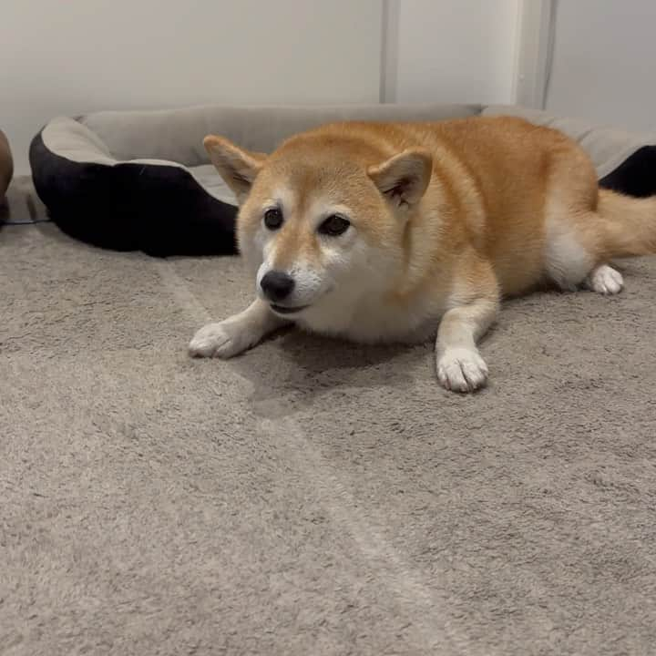 shibainu berryのインスタグラム