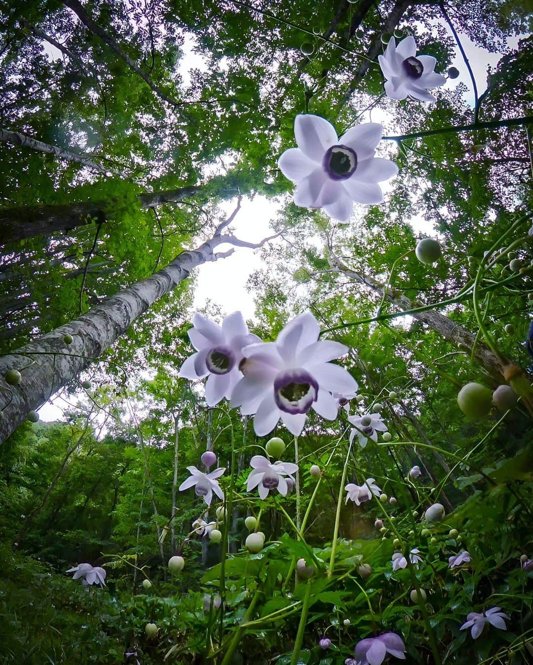 Official RICOH THETAのインスタグラム：「Something Wonderful!! by RICOH THETA. Excuse me from below... Forest Fairy ✨ Anemonopsis macrophylla  📸: @oscar7jp_thetaz1   ***************** Please add #theta360 to your photos shot with THETA and post them😊 . . . . . #ricohusa #ricoh #ricohimaging #ricohtheta #lifein360 #360camera #360view #camera #cameratips #cameralover #photographylovers #photographer #photooftheday #photographytips #cameragear #photoediting #editingtips #art #360photography」