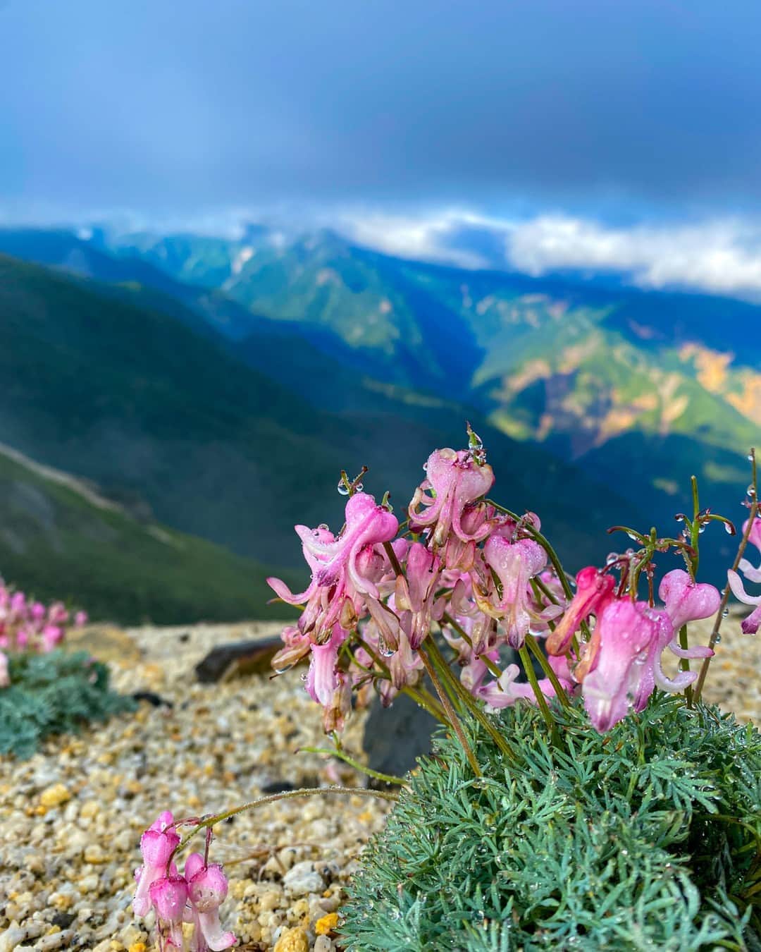 花の写真館のインスタグラム：「Photo by ITO MASANORI. . 本アカウントは、 #私の花の写真 をつけてInstagramに投稿された皆さまの花の写真や、「花の写真館」Facebookページで投稿された花の写真を紹介します。 「花の写真館」Facebookページは、「 @floral.photograph 」のプロフィールにあるURLからご覧ください。 . ※各種法令、マナー、関係者の指示に従った撮影をお願いします。 *Please ensure that your photography adheres to all relevant laws, etiquette, and instructions issued by authorized persons. ※本アカウントは東京カメラ部がFacebook、Instagramのサービスを利用して運営しているもので、Meta社・Instagramとは一切関係ありません。 . #花の写真館 #floralphotograph #floralphoto #flower #flowers Follow: @floral.photograph」