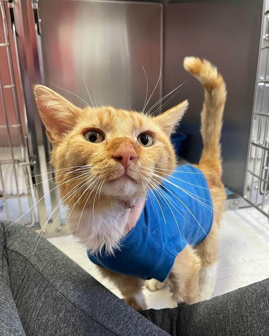メイム・ビアリクのインスタグラム：「Thanks to those who contributed towards Scooter's medical needs. He's put on 1 1/2 pounds and is doing really well! Your generosity made a huge difference in helping Waggle's rescue! This month I’m partnering with @waggleforpets to help raise money for these sweet kittens Eli, Samuel, and Penny, who were recently saved from a life of neglect!  They were found covered in fleas and suffering from severe eye infections. Veterinarians discovered their eyes were ruptured and draining. Poor little Hannah didn't make it. Her sweet siblings still have a fighting chance though.  They are being treated with antibiotics and eye ointment, which will help alleviate their discomfort and prevent further complications until they are healthy enough for surgery. These brave little kitties have faced the toughest challenges life could throw at them. Will you show these remaining three warriors just how much they matter by supporting this campaign?  Please make a donation to be part of their journey to recovery. Every pet's life deserves saving. And every dollar helps. My Fund at @waggleforpets will help harness your goodwill and match – dollar for dollar – your contributions, and in doing so, come to the aid of countless other pets in need of medical care. Excess funds, if any, donated for the kittens will go toward helping many other pets. Link in bio.」
