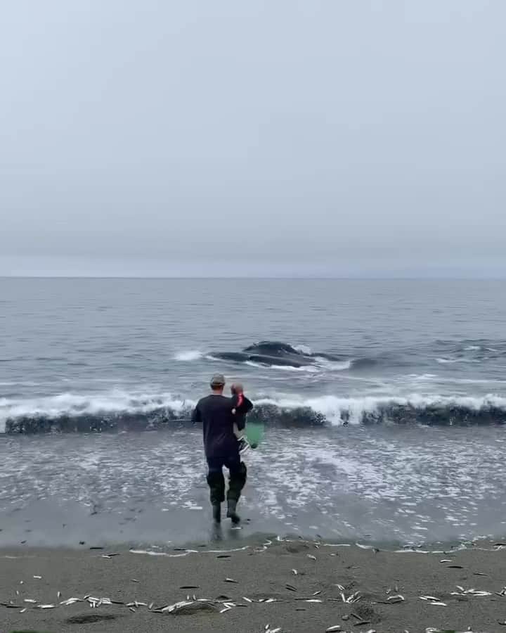 Explore Canadaのインスタグラム：「Wait for it….👀! When your beach trip gives you a whale of a tale to tell. 🐋     🎥: @megangibbons 📍: St. Vincent’s Beach, @newfoundlandlabrador   #GoWesternNL #ExploreNL   Video description: A man holds a child at the water’s edge of the beach as a whale breaches and glides past mere meters from the shore.」