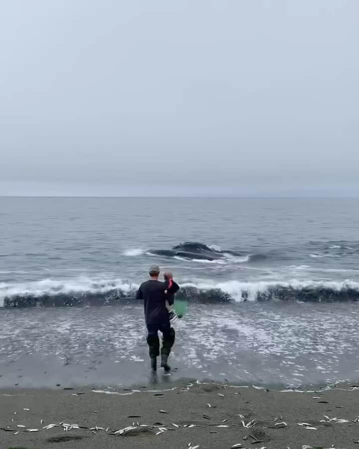 のインスタグラム：「Wait for it….👀! When your beach trip gives you a whale of a tale to tell. 🐋     🎥: @megangibbons 📍: St. Vincent’s Beach, @newfoundlandlabrador   #GoWesternNL #ExploreNL   Video description: A man holds a child at the water’s edge of the beach as a whale breaches and glides past mere meters from the shore.」