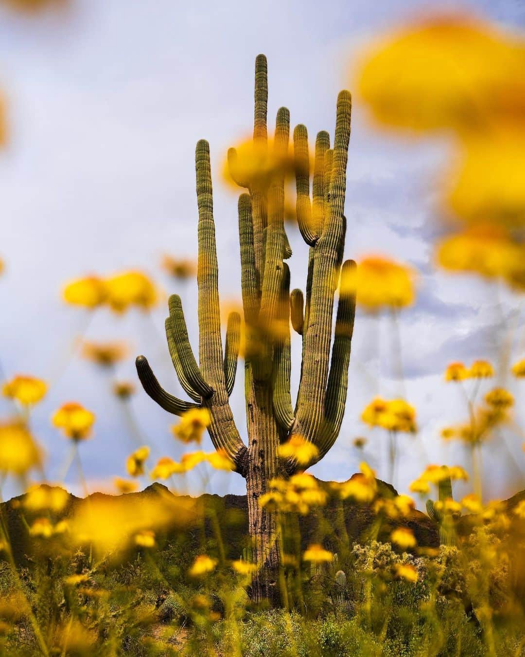 Travel + Leisureさんのインスタグラム写真 - (Travel + LeisureInstagram)「This week on Behind the Views: Jordan Griffith (@jordanexplores). While Jordan took a a few photography classes in high school and college, he really fell in love with the it when he started regularly traveling to hiking destinations in Arizona, like Flagstaff, Tucson, and Sedona. “I wanted something better than my phone to take pictures on, as the places I was seeing were inspiring me to capture them and show them to people in my life. And my love for photography just grew from there,” he recently shared with T+L. Today, Jordan is a wildlife and adventure photographer based in Tempe, Arizona. . When asked about his approach to shooting, Jordan says, “I look for anything that happens to catch my eye and excite me. In particular, I love going for any wildlife I see. You never know what you’re going to get with wildlife, which keeps things exciting and engaging when you see something you weren’t expecting.”  . Jordan’s advice for aspiring photographers: “Obsessing over gear and having the “right” stuff won’t make your photos any better than they already are. Work with whatever you already have and what you can afford. Photography is in the eye, not the wallet. Learn as much as you can because there’s so much you can learn from photography styles that you may consider outside of your niche. Learning will change how you use your eye in so many ways.” . In Jordan’s go-to gear bag, you’ll find a Sony A7III camera; Sigma 24-70mm, Sony 70-300mm, and Tamron 150-500mm lenses; two backup batteries; a few lens cloths; 3 Legged Thing tripod and Silk monopod; Garmin inReach messenger beacon; a one liter dry pack with survival gear for hiking; and a small first aid kit. . All photos by @jordanexplores」9月8日 5時54分 - travelandleisure