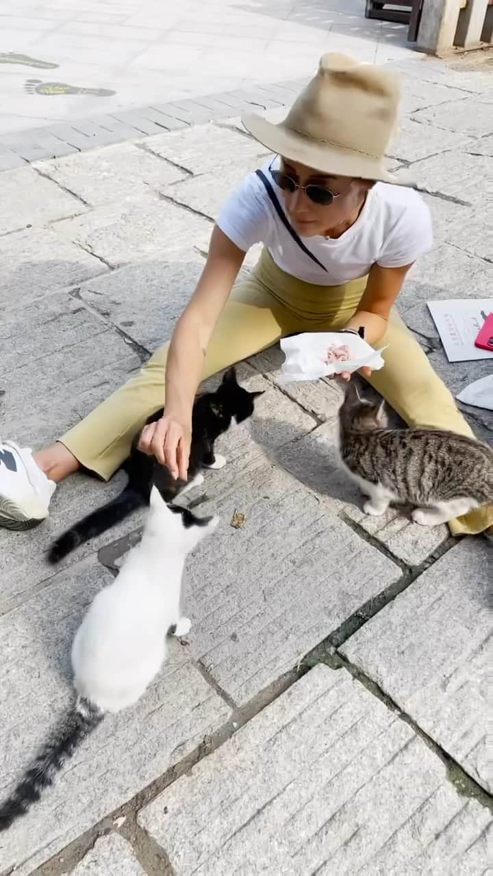 マギー・Qのインスタグラム：「Look who we found! Calling them The Great Wall cats. They could not be greater.」