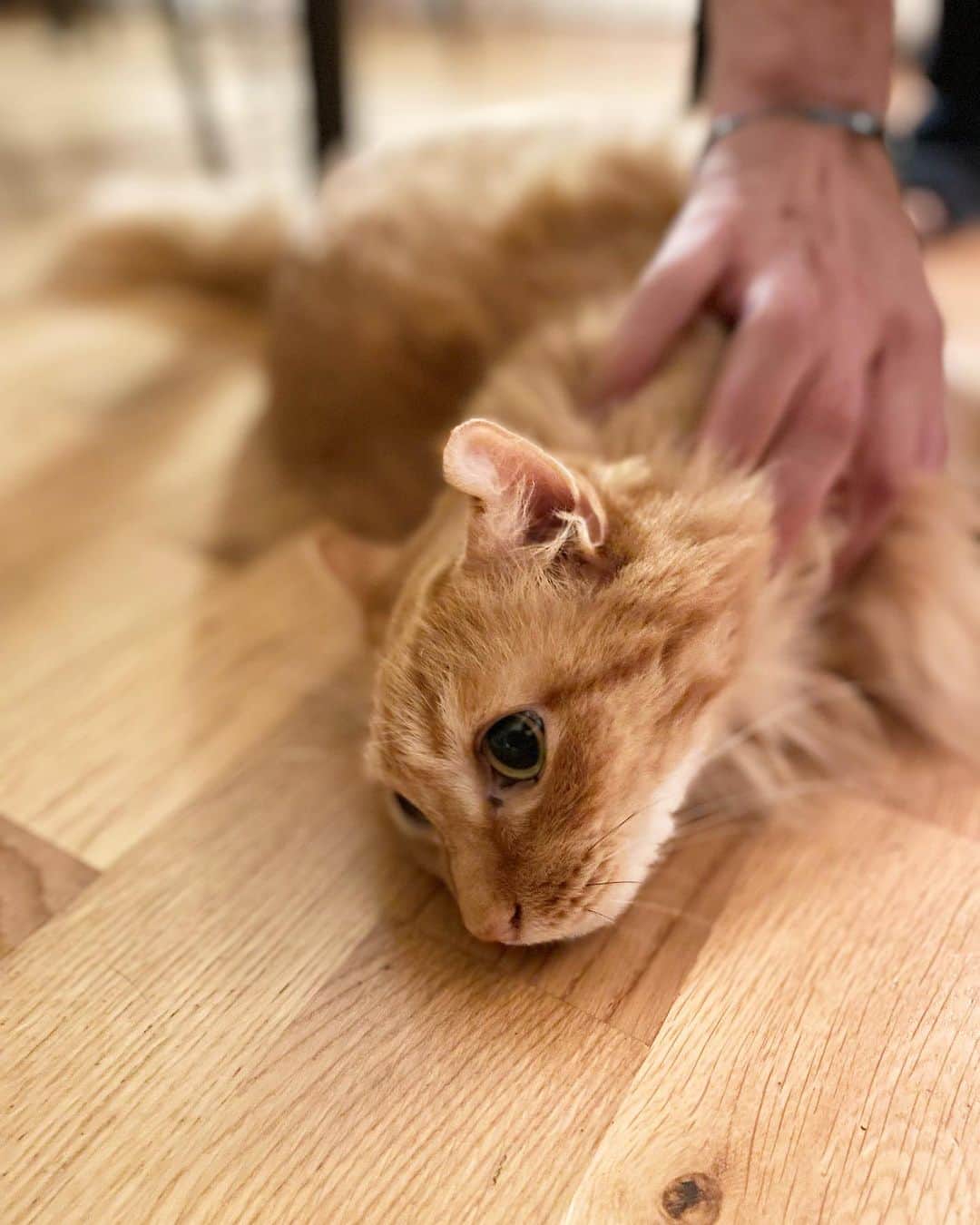 猫沢エミのインスタグラム：「かつてパパを〝青い目のデカい猫〟と呼び、敵対していた坊。  それが今ではすっかりパパのなでなでの虜に。私にも見せないような媚態で、仔猫みたいな「チャー♥️」なんて、甲高い鳴き声を聞いているとさすがにちょっとジェラシー|ωΦ)  しかしなんだろう。やっぱり手がデカくて、体温が高いからあったかくて気持ちいいんだろうか？  それとも、「あのおばちゃんの手はなにか出てるからおにぎりが美味しい」みたいな、フランス人の手から猫をメロメロにするフェロモンでも出ているのだろうか。  #ユピ坊　#猫パリ　#猫沢エミのインターナショナル五十路ライフシフト  #猫沢エミリーパリへ行く」