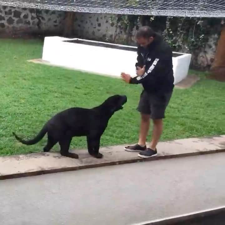 Black Jaguar-White Tiger のインスタグラム：「Watch complete: If you ever encounter a Jaguar, I recommend using “Yucatec Karate”. Now, if that doesn’t work, as shown on the video, try to improvise. It won’t work also, as shown on the video, but you have to try. Now, what might work, but only if your Heart is synced with mine, is looking straight in the eyes at The Jaguar and tell him/her that you are an Uncle or an Aunt to Cielo and MaTzu, to Kal, Michael and Cata, Lovey, Achilles and Tierra. And most importantly, a brother or a sister to Papa Bear, because if you can not Love one of your own species, you can not Love anyone from another species, and Jaguars see everything, for The Jungle is the Jaguar and The Jaguar is the Jungle…」