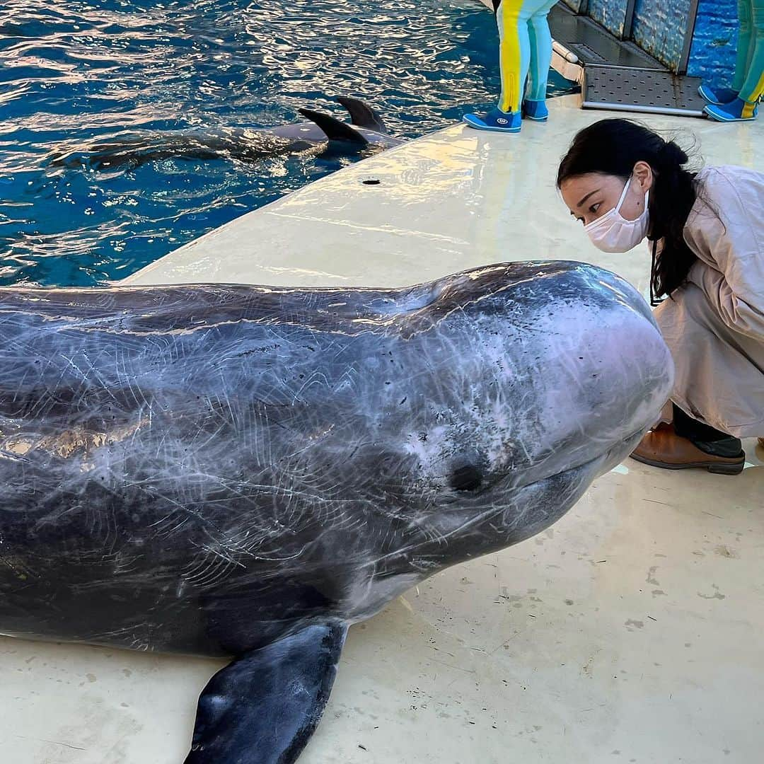 はしもとみおさんのインスタグラム写真 - (はしもとみおInstagram)「新江ノ島水族館　vol2 カプセルトイ、発売となりました。  フウセンウオさんや、ゴンドウのビーナ。クラゲ、カワウソ、エイ、５つの生命と向き合って作った彫刻達。カプセルトイという小さな宇宙でここまで再現してくれた事に開発に関わっていただいたすべての方に感謝です。  ビーナは間近で観察させていただき、ほかの子達もスケッチを重ね、丁寧に取材し制作しました。 キタンクラブさんと作り続けているこのシリーズ、本当に意味のある仕事をしている使命感もあって、みなさんに触れてもらいたいです。動物たちの個体まで再現したカプセルトイって、他には無いと思います。 新江ノ島水族館で、また水族館オンラインショップでも販売してくれてますので、ぜひお手に取ってみてくださいね。  #カプセルトイ#はしもとみお#キタンクラブ #ガチャガチャ#figure #sculpture #miohashimoto#新江ノ島水族館」9月7日 21時45分 - hashimotomio