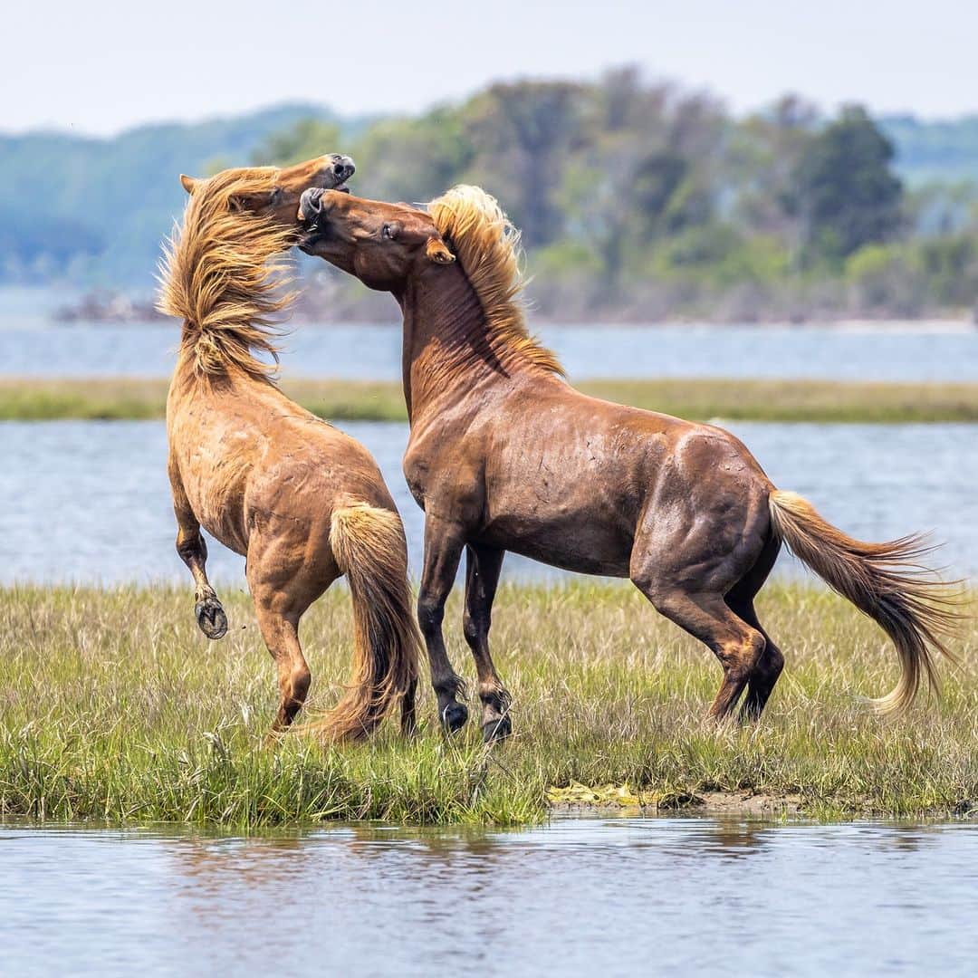 Discoveryのインスタグラム：「#DidYouKnow Maryland's Assateague Island is home to a colony of about 150 wild #horses? Local folklore claims these hardy animals are descendants of shipwreck survivors from the 16th century. 💪🐴  📷: Troy Harrison  #AssateagueIsland」