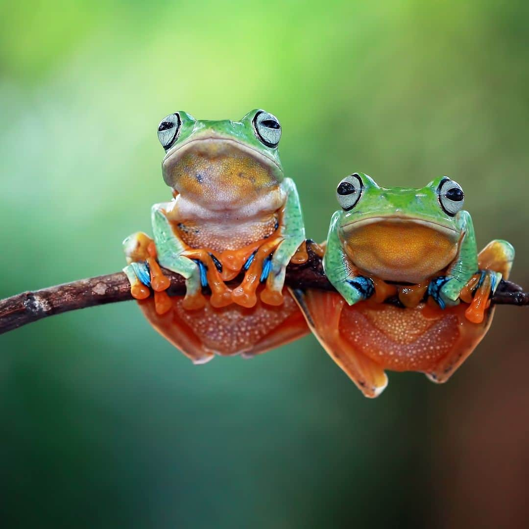 アニマルプラネットさんのインスタグラム写真 - (アニマルプラネットInstagram)「Best buds 🐸🐸  Two Javan tree #frogs rest on a branch in Indonesia.  #Animals #Nature」9月7日 22時00分 - animalplanet