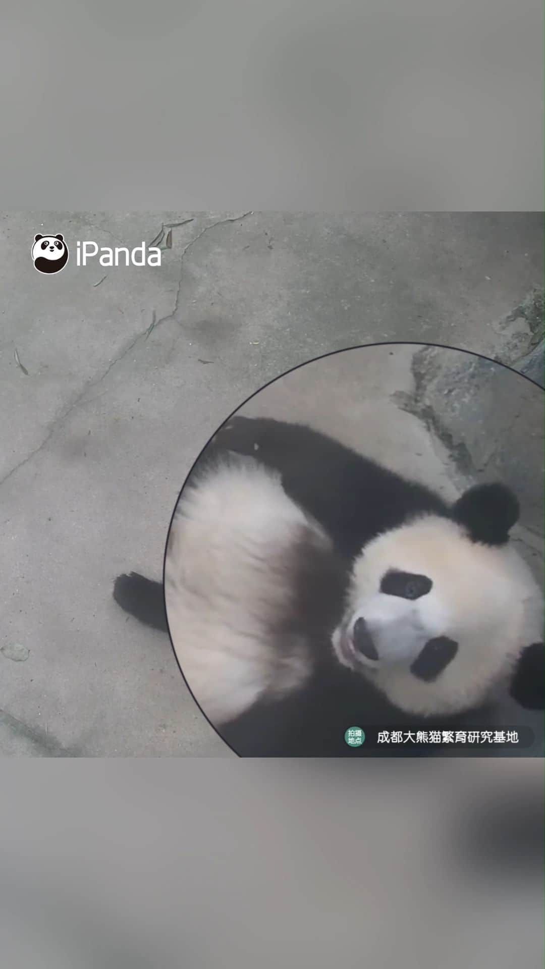 iPandaのインスタグラム