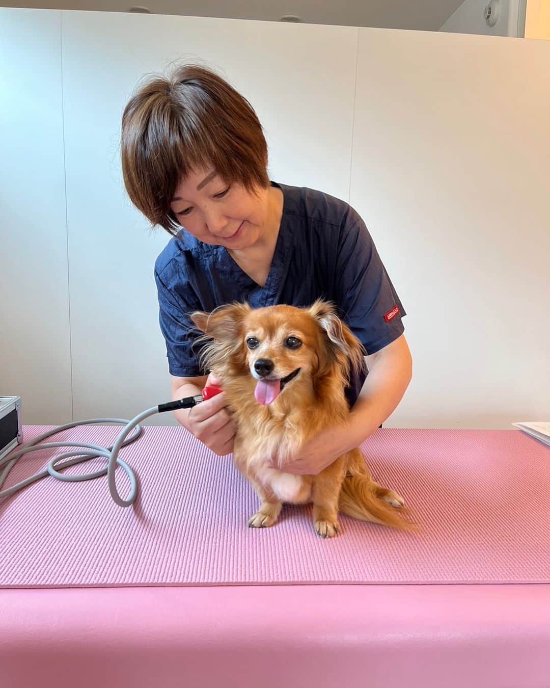 大石ほのかのインスタグラム：「先日ここなさん3回目の筋膜リリースでした☆🐶  最近体が軽くなったのか つまづいてた階段をすらすら〜と登ったり 降りたり♪  嬉しそうなここなさんです 効果が目に見えてわかるからリピート間違いなしですっ😊♡  またよろしくお願いします♪」