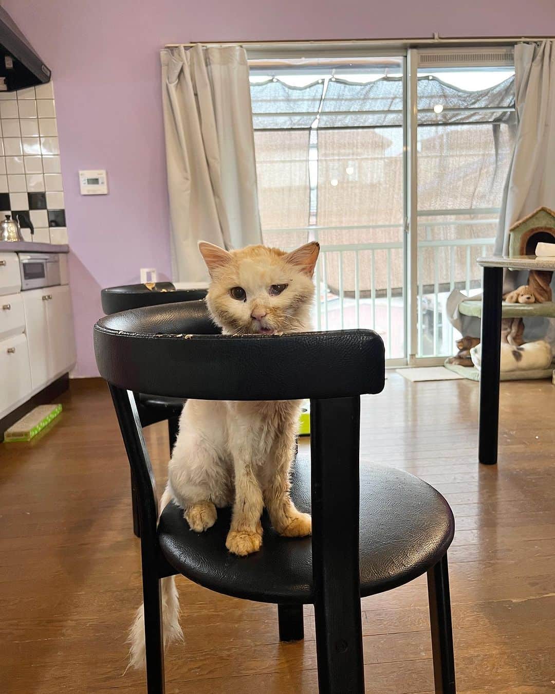 Kachimo Yoshimatsuのインスタグラム：「おかき坊  #うちの猫ら #猫 #okaki #ねこ #ニャンスタグラム #にゃんすたぐらむ #ねこのきもち #cat #ネコ #catstagram #ネコ部 http://kachimo.exblog.jp」