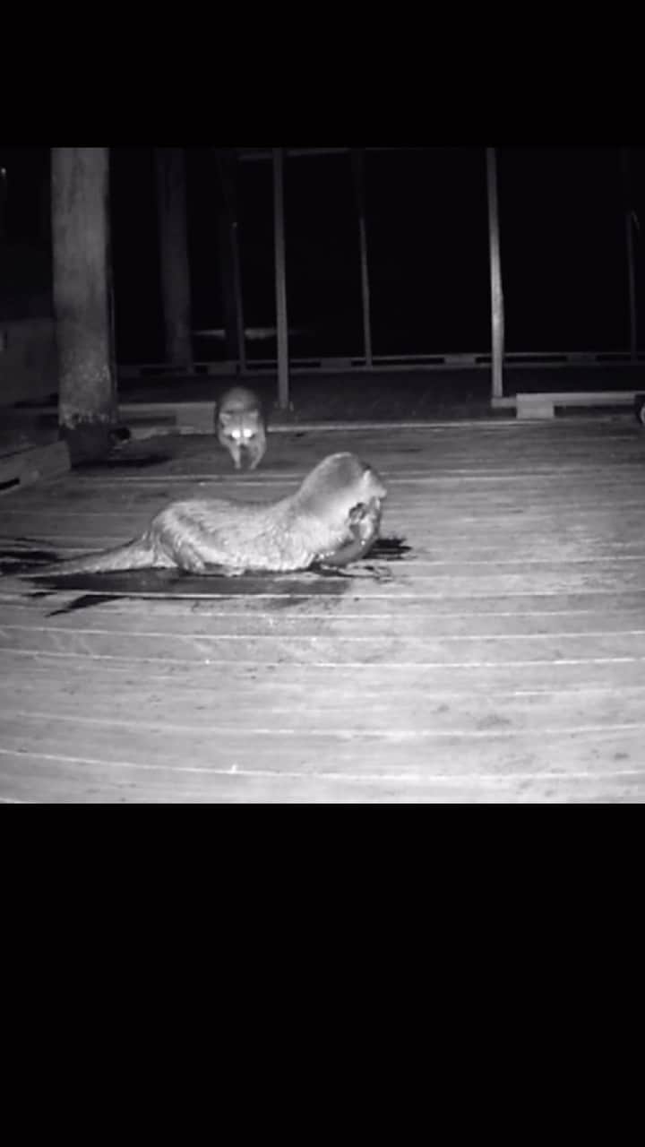 スミソニアン博物館のインスタグラム：「“Stop! Thief!” Watch as this cheeky raccoon brazenly steals food straight from an otter.  Did you know that otters are apex predators vital to the health of the Chesapeake food chain?  This video is from our @smithsonianenvironment, where researchers have been studying the Chesapeake Bay environment for 60 years.   🎥: Karen McDonald/SERC」