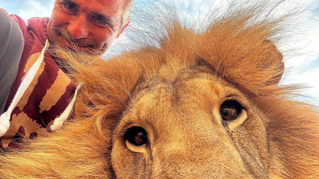Kevin Richardson LionWhisperer のインスタグラム：「George, perpetually playful as ever. People frequently inquire about the personalities of the lions in my care. In brief, they certainly possess distinct characters; some are inclined towards humour, while others maintain a solemn disposition. It’s prudent to match your interaction style accordingly: avoid excessive seriousness with a “joker” lion and refrain from “jesting” with a more solemn counterpart. #lionpersonalities101 #belikegeorge」