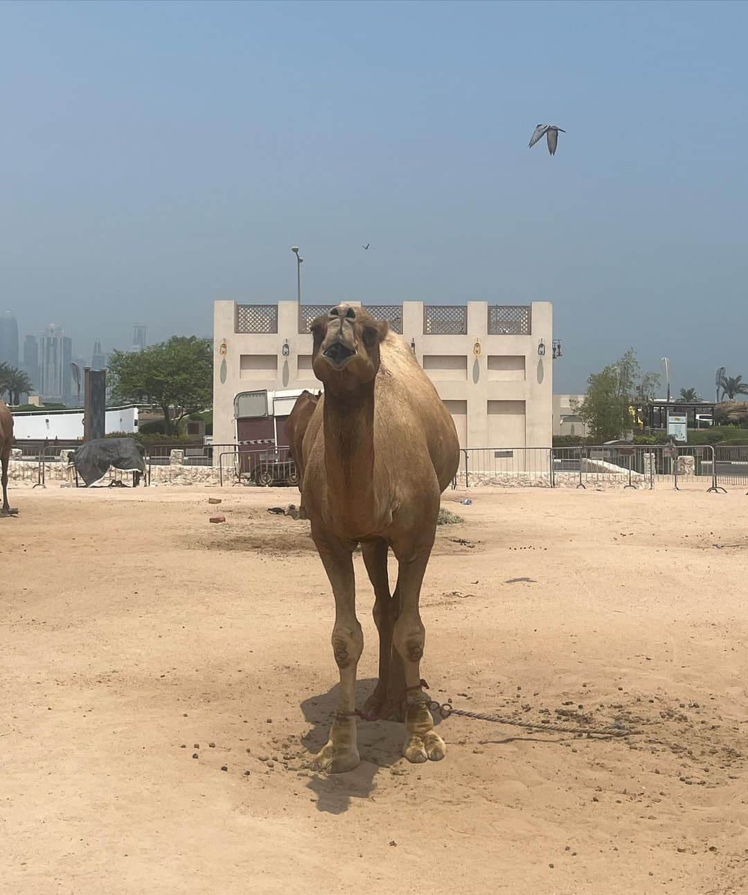 世良マリカさんのインスタグラム写真 - (世良マリカInstagram)「3 hours transit tour in Qatar🇶🇦♡ 暑過ぎ！！  #qatar #camel」9月7日 22時24分 - seramali_jsmn