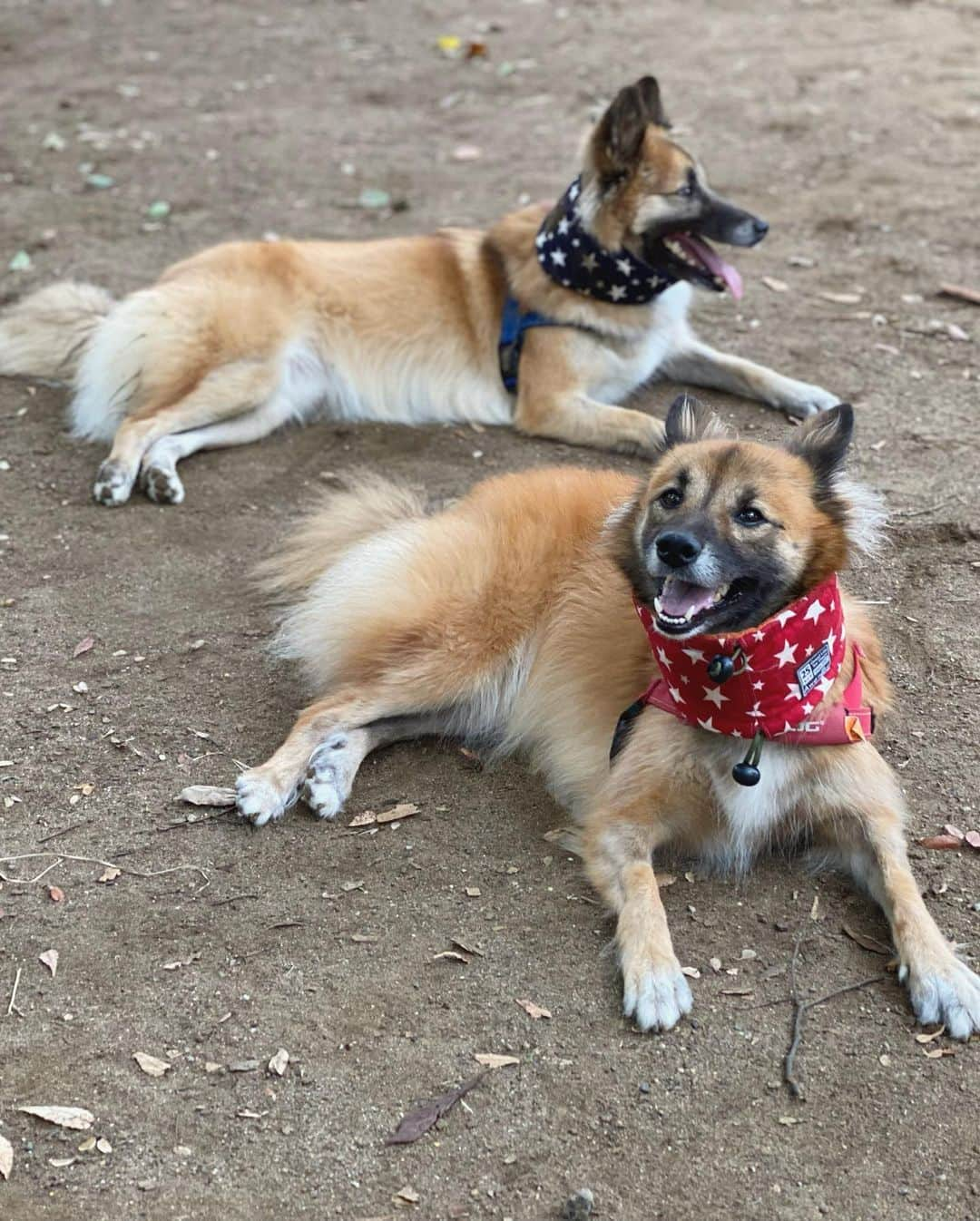 akkoさんのインスタグラム写真 - (akkoInstagram)「夏は首を冷やすために、保冷剤入りのスヌードをします🐕🐕 今年は特に冷感素材の服を着せてみたりと、暑さ対策には例年以上に気を使いました☀️ そろそろ外したいけど、念のためまだ持ち歩いたりして☺️  うちのチビたち、あまりの暑さに最近まで全然走らなかったんだけど、ようやくわんプロ（わんわんプロレス笑）をやるようになり、ちょっと安心☺  ちょっとむち打ちコルセットしてるみたいだよね😆笑 #akko #akkostagram #mll #前は保護犬#今過保護犬」9月7日 22時26分 - mllakko