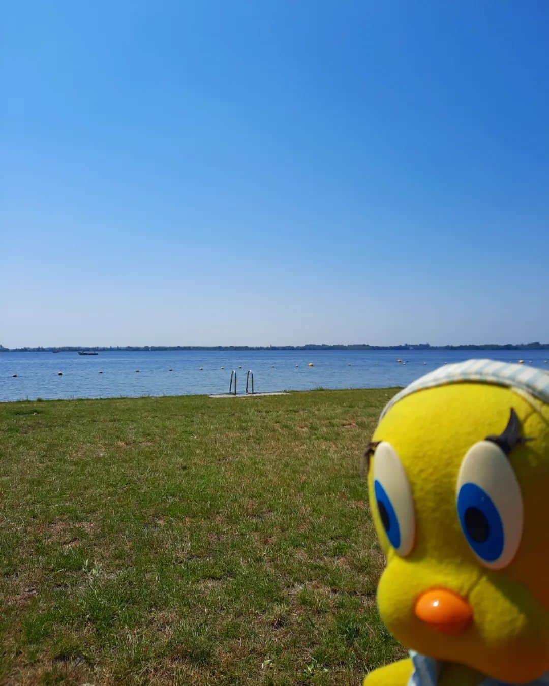 Little Yellow Birdのインスタグラム：「Yasss!! With the summer back, it's time for a last chance outdoor swimsky!! #littleyellowbird #tweety #tweetykweelapis #adventures #yellow #bird #summer #nazomer #september #loosdrechtseplassen #strandje #swimming #bluesky #bluewater #stuffedanimalsofinstagram #plushiesofinstagram」