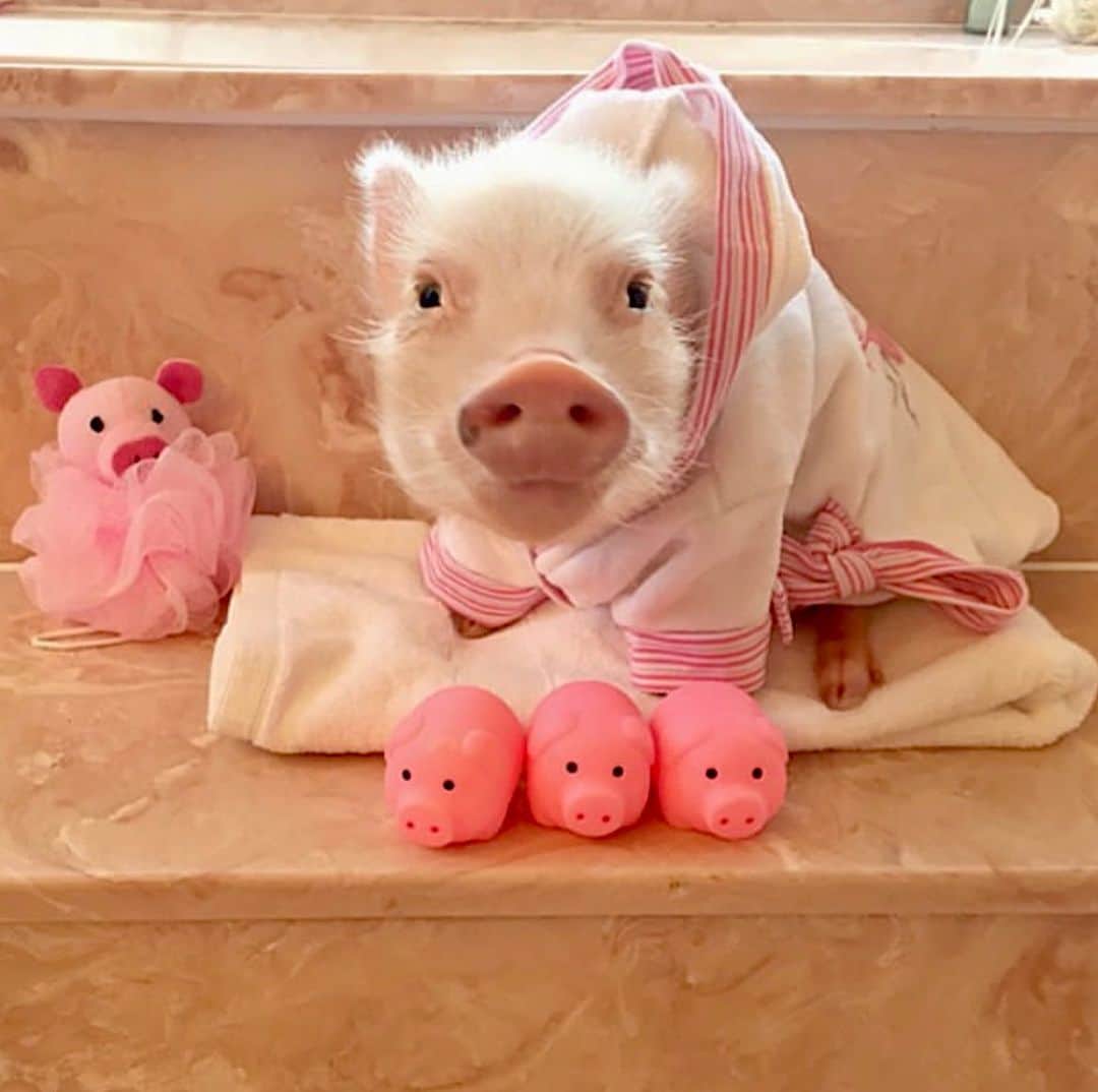 Priscilla and Poppletonさんのインスタグラム写真 - (Priscilla and PoppletonInstagram)「#ThrowbackThursday to bath time when we were babies. Look how little we were.🛁🐷🐷 #bathtime #piglets #tbt #PrissyandPop」9月7日 22時42分 - prissy_pig