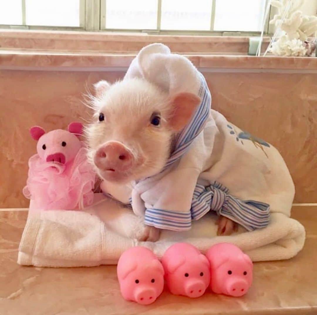Priscilla and Poppletonのインスタグラム：「#ThrowbackThursday to bath time when we were babies. Look how little we were.🛁🐷🐷 #bathtime #piglets #tbt #PrissyandPop」