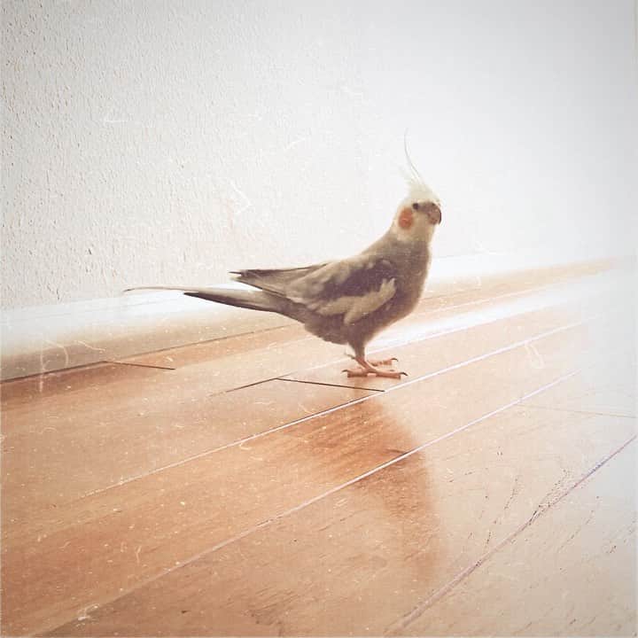 YURAPOi ゆらぽぃのインスタグラム：「ぽぃちゃん🐤🍊」