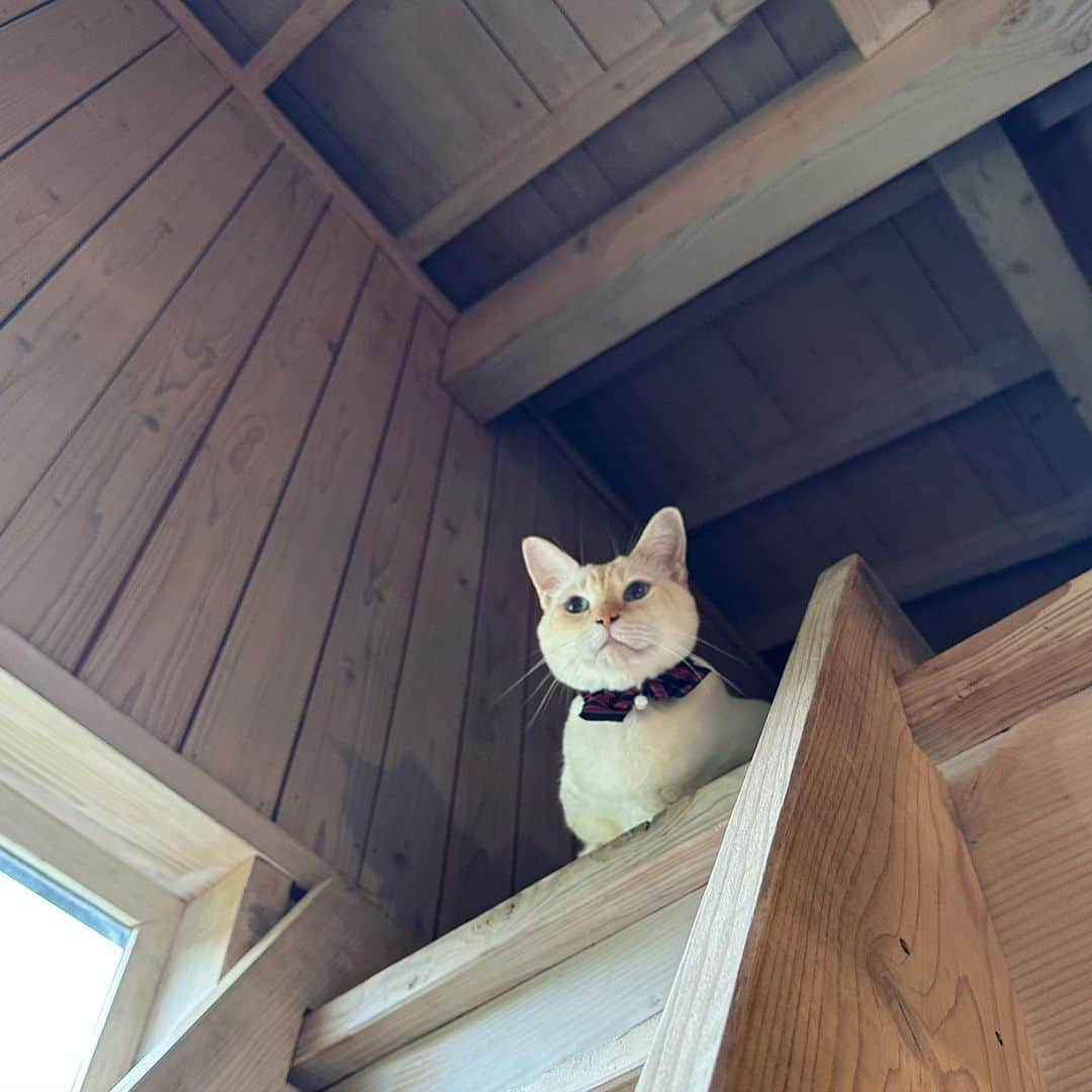 遠野愛さんのインスタグラム写真 - (遠野愛Instagram)「猫が店長の店🐈 @cafe_koya   カフェ印をやっているお店 店長はもちろん店内猫のモチーフがたくさんで猫好きにはたまらなかった☺️  食レポ後に慌てて撮ったので食べかけなのはご愛嬌💛」9月7日 23時03分 - ai.tono_fbs