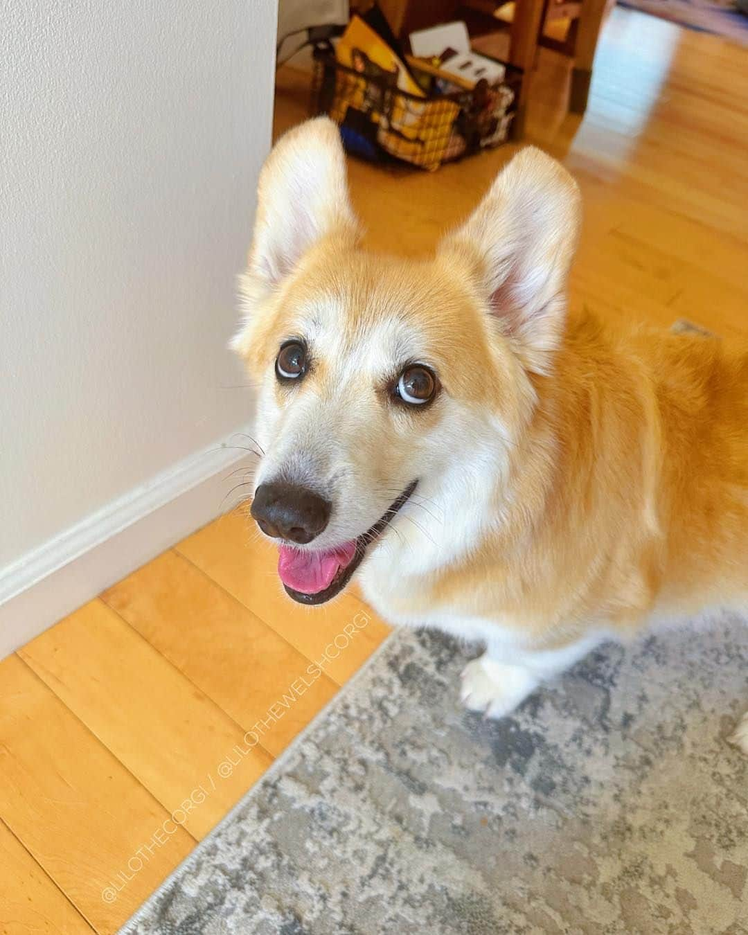 Liloのインスタグラム：「With a short week ahead, I’ve got my sights set on the weekend! Who’s counting down the days with me? 🐕⏳  ⁣ . ⁣ .⁣ .⁣ .⁣ .⁣  #corgis #corgicommunity #corgiaddict #dogstagram #corgibutt #corgidog #corgilover #corgination #dog #corgidaily #corgipuppy #corgiworld #dogs #corgilife #pembrokewelshcorgi #corgigram #weeklyfluff #corgilovers #corgistagram #corgisofinstagram #corgilove #dogsofinstagram #corgiplanet #puppy #welshcorgi #corgi」