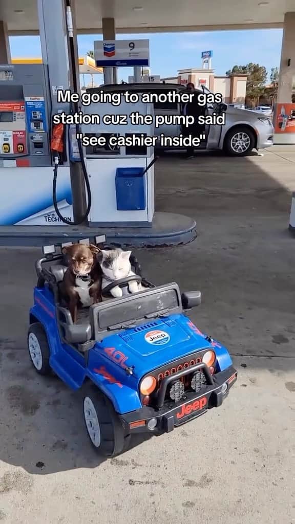 Cute Pets Dogs Catsのインスタグラム