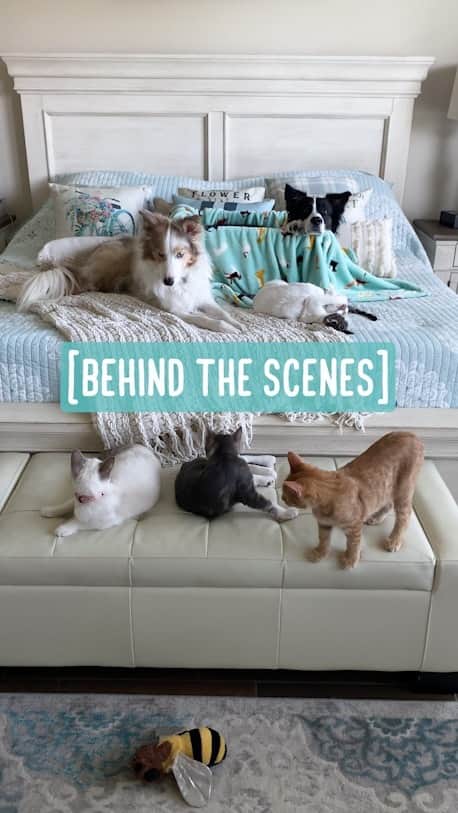 のインスタグラム：「Behind the scenes of the group photo  It’s been a little over a year since we started fostering kittens. I am so proud of BB to get to this far with kittens. She’s still uncomfortable with them, but something has definitely changed in her with this group. Sometimes I can imagine a speech bubble above her that says “Maybe cats aren’t so bad...” Being near five kittens like this in her bedroom is a huge progress! We will continue to work with her on her terms, so she will gain a little more confidence with each positive experience. 💝 The “kitten chew” seen in the video is a silver vine stick.」