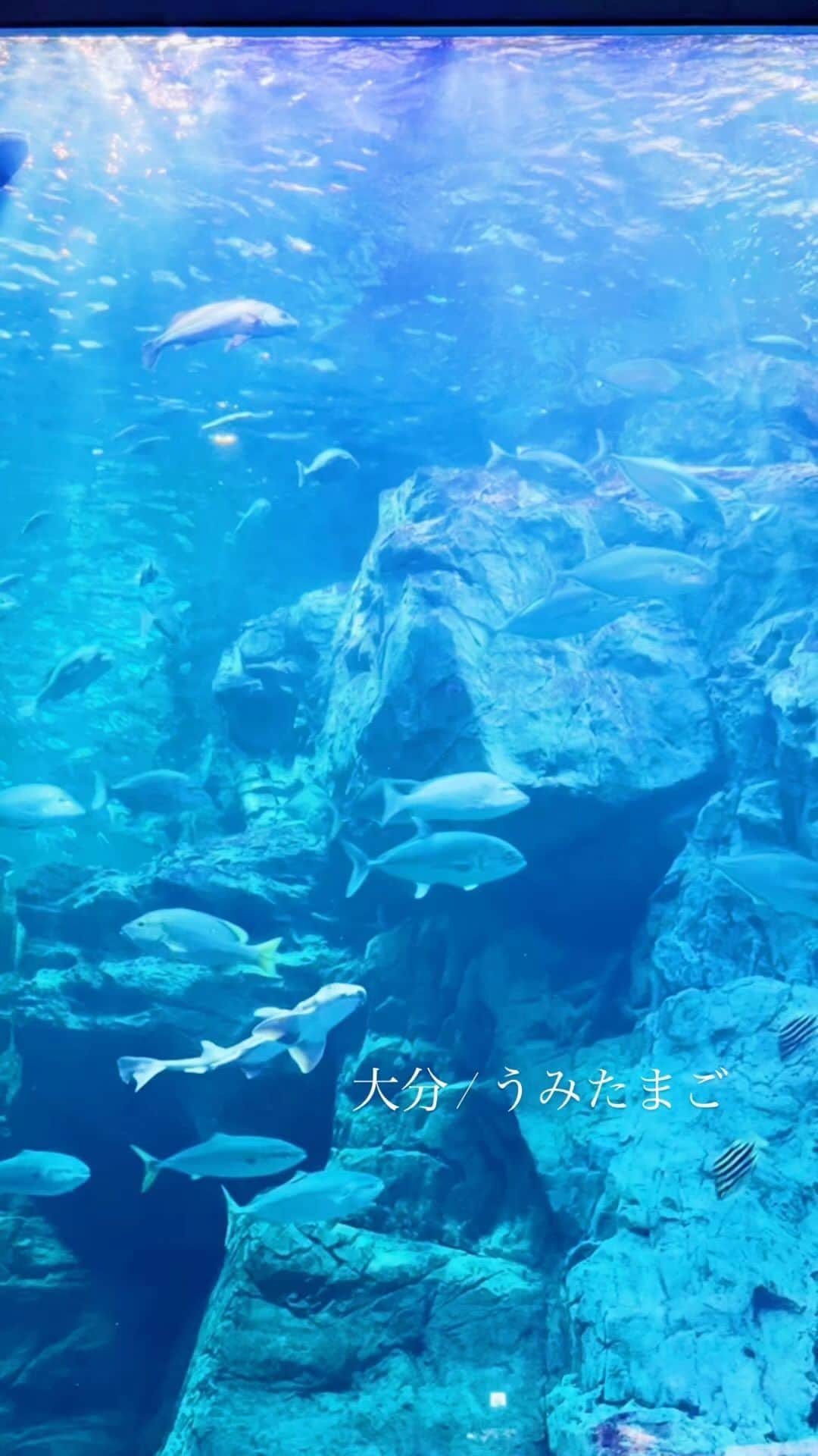 兼田恵のインスタグラム：「#うみたまご #うみたまご水族館 #うみたまご🐬 #うみたまご🥚 #大分 #大分県 #水族館 #青の世界 #夏の思い出」